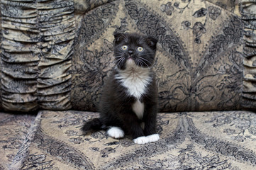 beautiful bicolor Scottish kitten sitting on the couch