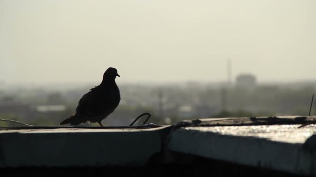 Silhouette of a dove at sunset