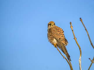 Raubvogel auf dem Ast