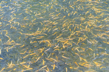 Adult amber trout fish in an artificial pond. School of fish in trout farm. Bright yellow and orange fish. Breeding of trout for food industry