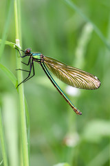Prachtlibelle ( Calopterygidae)