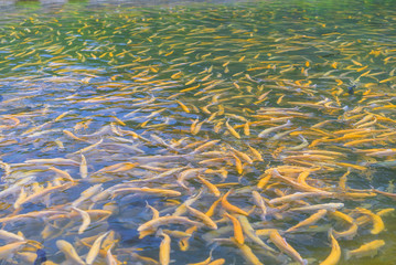 Close up of adult amber trout fish in an artificial pond. School of fish in trout farm. Bright yellow and orange fish. Breeding of trout for food industry