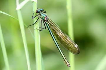 Prachtlibelle ( Calopterygidae)