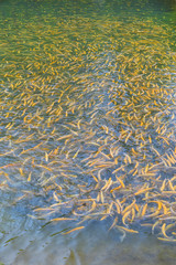 Adult amber trout fish in an artificial pond. School of fish in trout farm. Bright yellow and orange fish. Breeding of trout for food industry