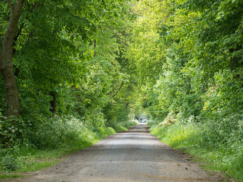 Walking The Dog Along The Endless Avenue