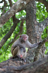 adult female rhesus monkey sits on a tree holding a branch