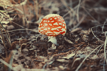 Amanita red mushroom in the forest