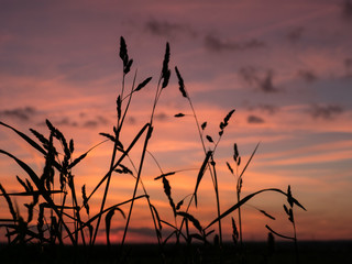 Obraz premium silhouette from grass and colorful sky