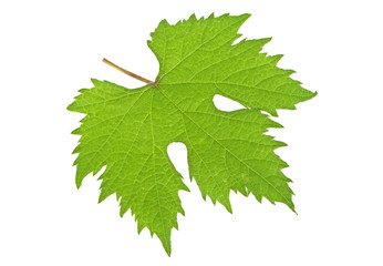 Grape leaf on white background