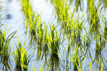 水田で育つ苗