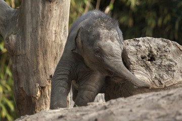 Baby Asiatic elephant