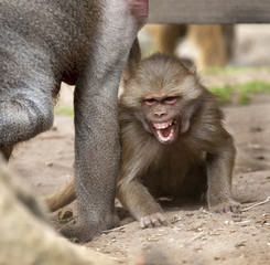 Female hamadryas baboon