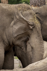 Asian elephant flaping its ears