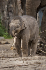 Young elephant playing with a stick