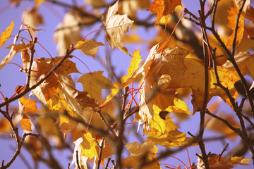 Yellow maple leaves on tree branches in the autumn forest.
