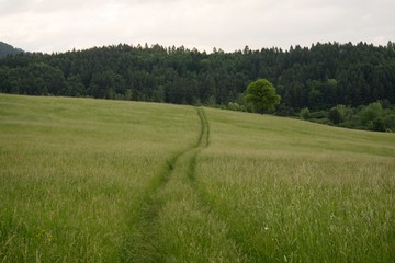 Fototapeta na wymiar Magic trees and paths in the forest. Slovakia