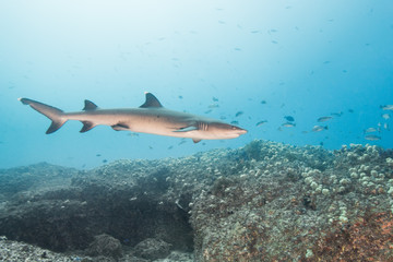 Fototapeta na wymiar white tip reef shark