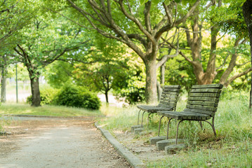 Fototapeta na wymiar 新緑の公園のベンチ