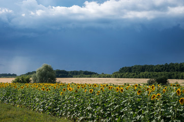 Fototapeta na wymiar Field with sunflowers against a background of a grove and a blue sky with clouds.