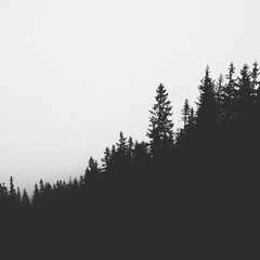 Forest is in a fog