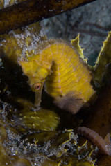 Yellow seahorse