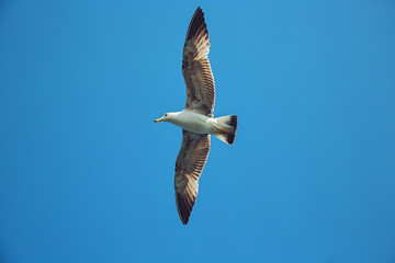 Flying seagull in the sky