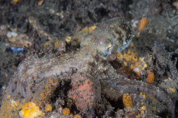 octopus macro nelson bay australia
