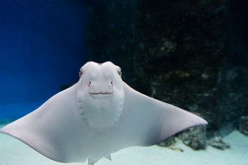 Fototapeta premium The stingray smiles in blue water in aquarium