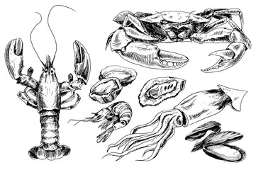 Seafood hand drawn collection
