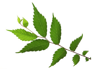 Zelkove (Zelkova serrata), Blatt freigestellt