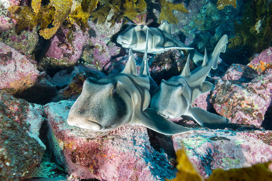 Port Jackson Sharks Macro Underwater