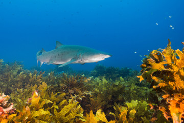 grey nurse shark over kelp