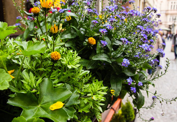 Flowers on a window in the street