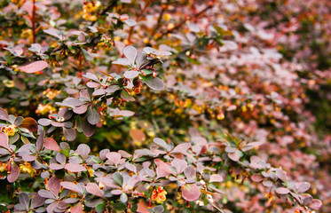 Background of violet bushes