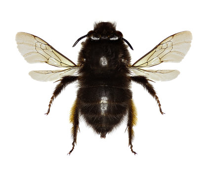 Hairy-footed Flower Bee on white Background  -  Anthophora plumipes (Pallas,1772)