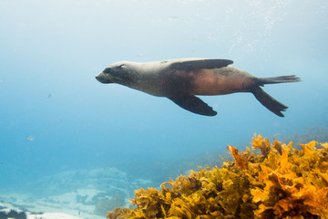 seals underwater off montague island australia - Powered by Adobe