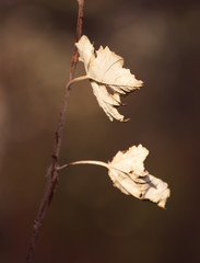 Dry leaves on the tree in the autumn forest