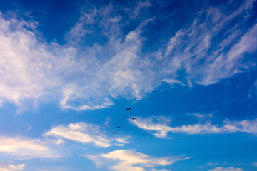 fünf Vögel fliegen in Formation, Wolken und Himmel im Hintergrund