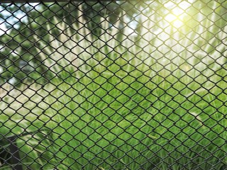 Wired fence with green grass flower and sunlight background.