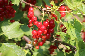 Johannisbeeren, rot, johannisbeere, busch, beere, obst, gesund, rote johannisbeere, natur, sommer, gesund, nature, healthy, summer,  currant