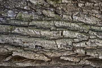 Oak bark texture. Tree bark background. Texture of tree bark.
