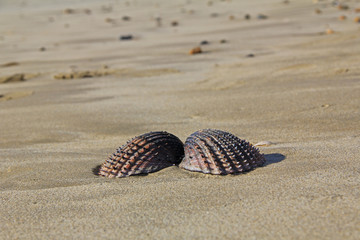 Muschel an einem Strand in der Bretagne