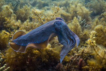 cuttlefish on kelp