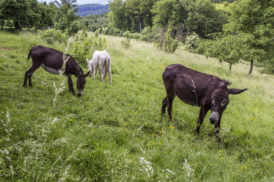 Donkeys graze on the pasture in Koenigswinter at the drachenfels