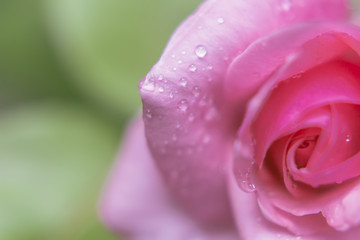 Pink rose macro with rain drops on green Background