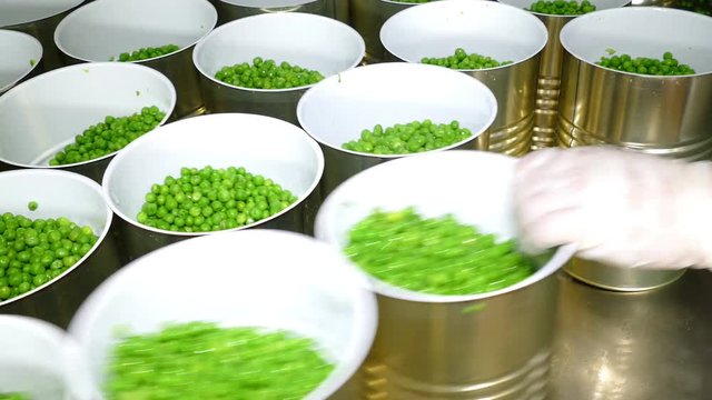 Production of green peas in food processing factory, packing in metal cans