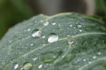 Droplets of dew on a cabbage leaf