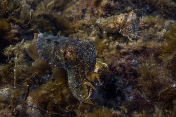 Obraz na płótnie Canvas cuttlefish on kelp
