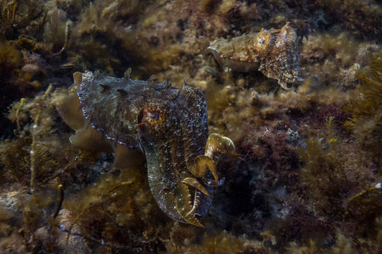 cuttlefish on kelp