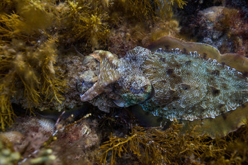 cuttlefish on kelp